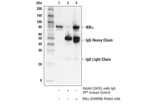 NF-kappaB Pathway Antibody Sampler Kit II