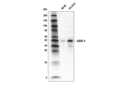 GATA-3 (D13C9) XP ®  Rabbit mAb (Biotinylated)