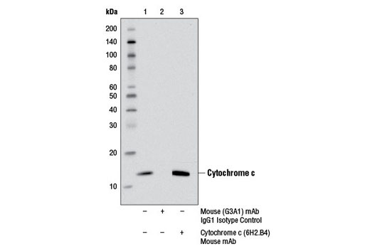 Cytochrome c (6H2.B4) Mouse mAb