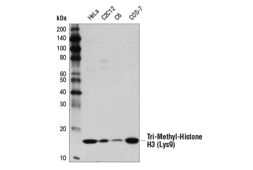 Methyl-Histone H3 (Lys9) Antibody Sampler Kit