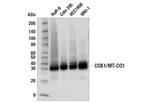 COX1/MT-CO1 (E2I2R) Rabbit mAb