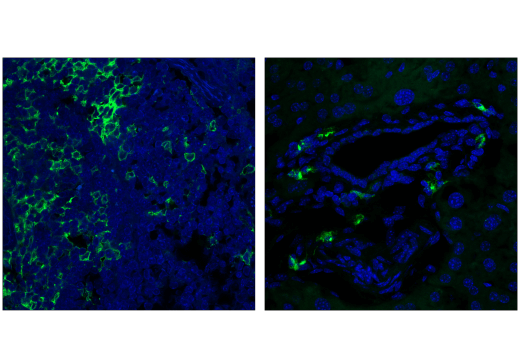 Mouse Immune Cell Phenotyping IHC Antibody Sampler Kit