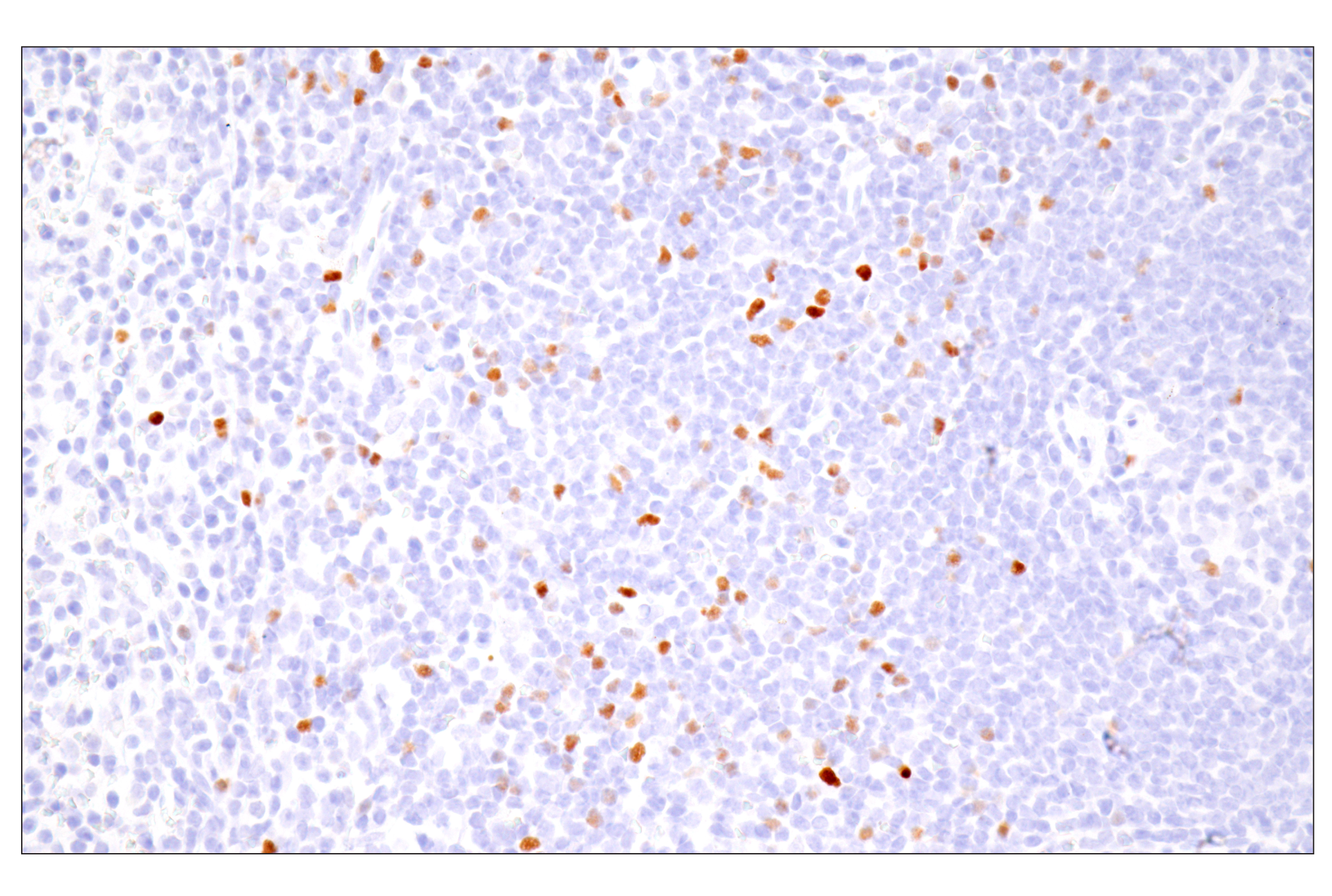 Mouse Immune Cell Phenotyping IHC Antibody Sampler Kit