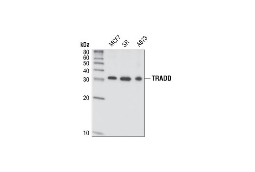 Death Receptor Antibody Sampler Kit