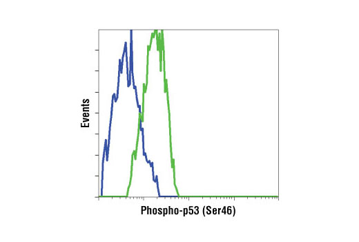 p53 Antibody Sampler Kit