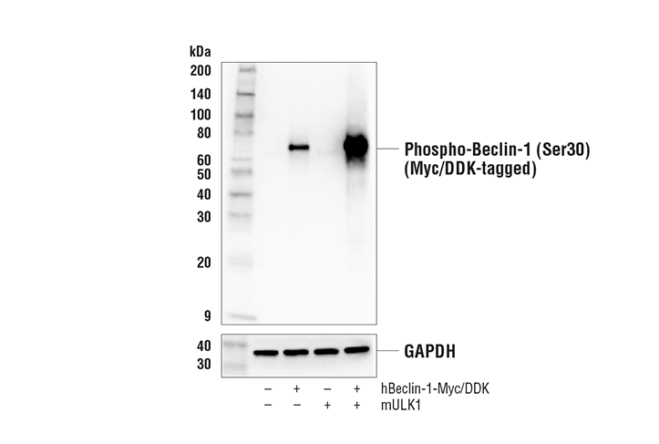 PhosphoPlus ®  Beclin-1 (Ser30) Antibody Duet