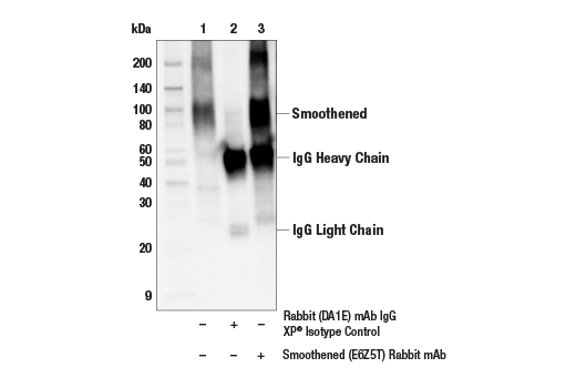 Hedgehog Signaling Antibody Sampler Kit