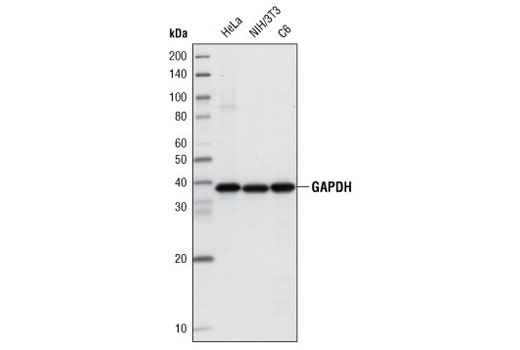 GAPDH (14C10) Rabbit mAb (Biotinylated)