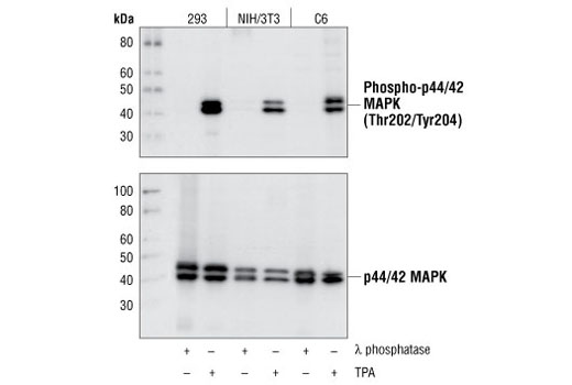 Phospho-p44/42 MAPK (Erk1/2) (Thr202/Tyr204) (D13.14.4E) XP ®  Rabbit mAb