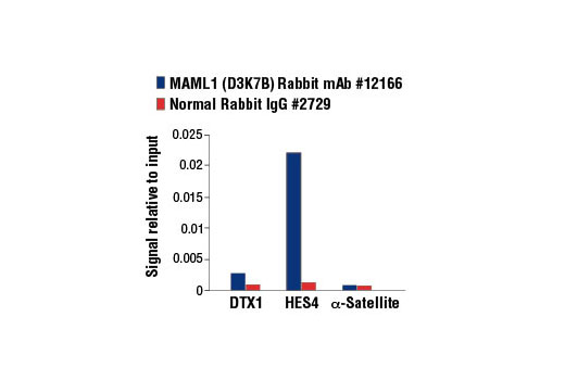 Notch Activated Targets Antibody Sampler Kit