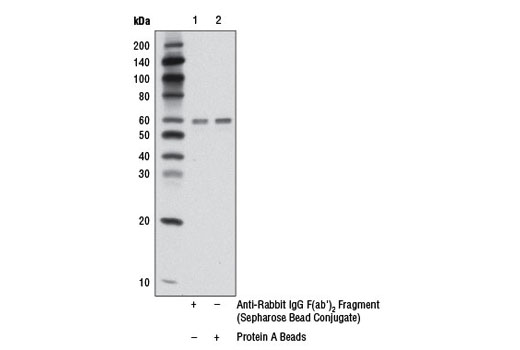 Anti-rabbit IgG F(ab‘) 2  Fragment (Sepharose ®  Bead Conjugate)