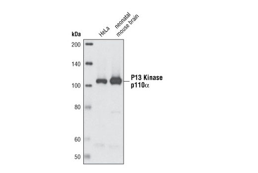 PI3 Kinase Antibody Sampler Kit