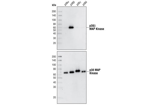 p38 MAPK Isoform Activation Antibody Sampler Kit