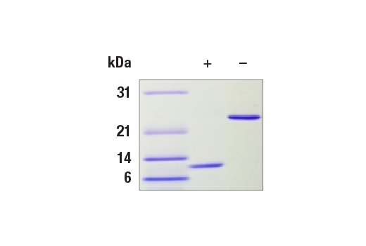 Human TGF-beta1 Recombinant Protein