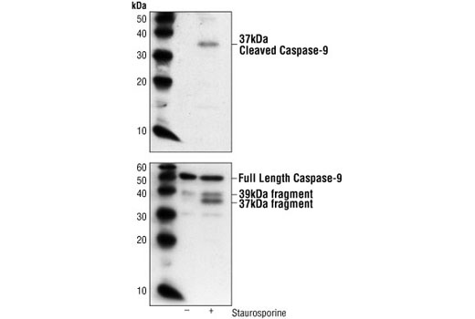 Apoptosis Antibody Sampler Kit (Mouse Preferred)