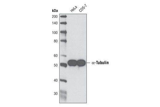 alpha-Tubulin (DM1A) Mouse mAb