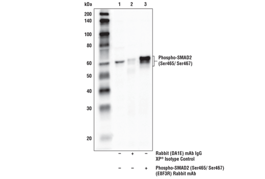 TGF-beta Fibrosis Pathway Antibody Sampler Kit
