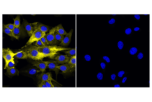 CD44 (IM7) Rat mAb (Alexa Fluor ®  555 Conjugate)