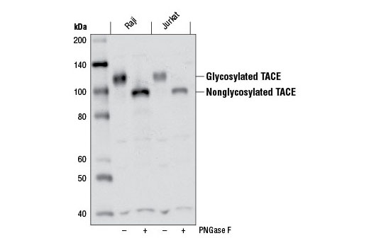 Notch Receptor Interaction Antibody Sampler Kit