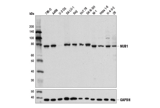 NUB1 Antibody