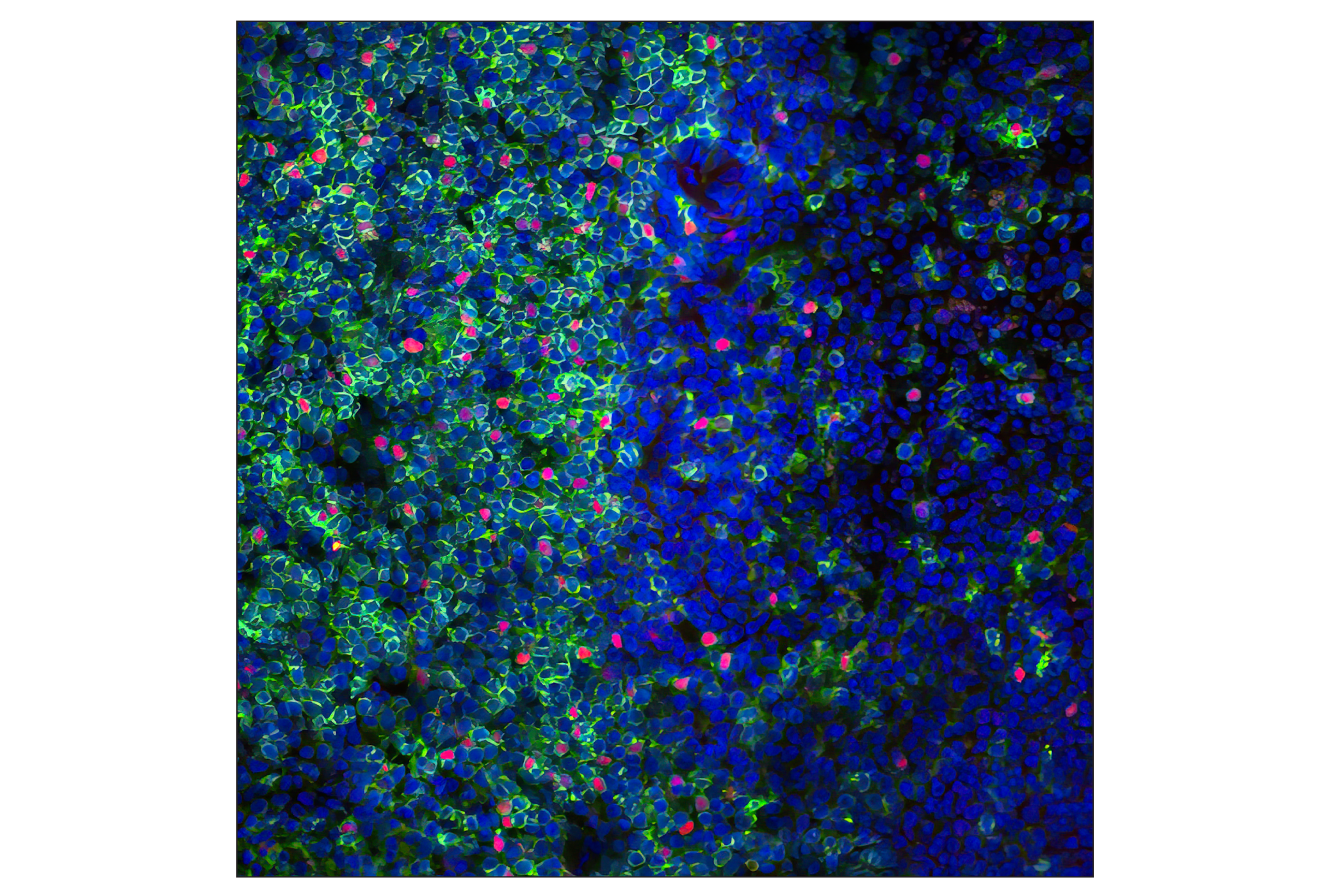 Mouse Immune Cell Phenotyping IHC Antibody Sampler Kit