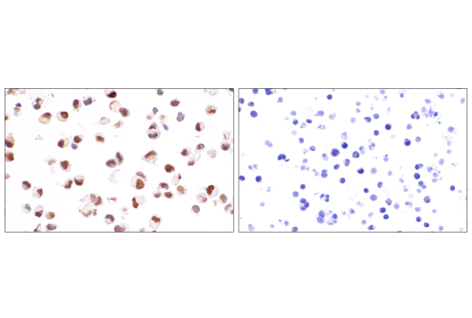 PAX8 (BC12) Mouse mAb