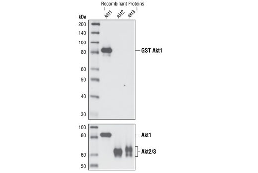 Phospho-Akt Isoform Antibody Sampler Kit