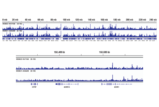 Class I HDAC Antibody Sampler Kit