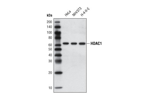 HDAC1 (10E2) Mouse mAb