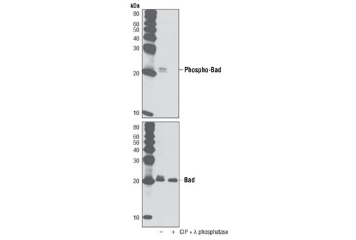 Phospho-Bad (Ser136) (D25H8) Rabbit mAb