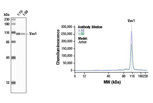 Vav1 Antibody