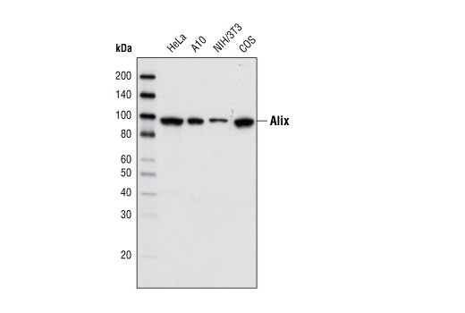 Exosomal Marker Antibody Sampler Kit