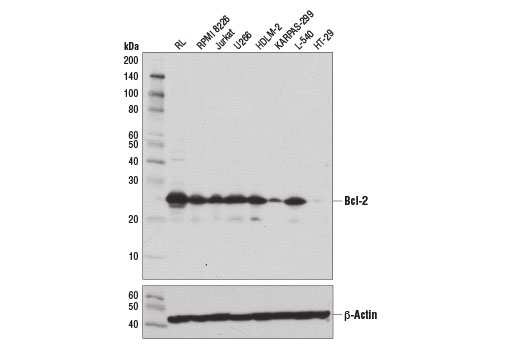 Bcl-2 (124) Mouse mAb