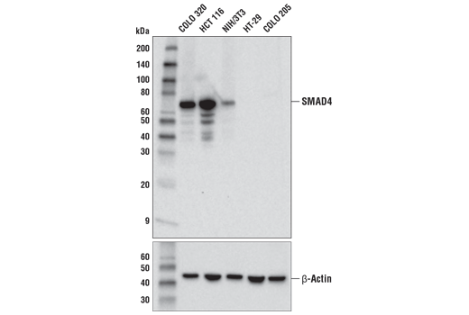 SMAD4 (D3R4N) XP ®  Rabbit mAb