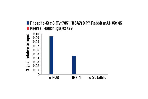 Phospho-Stat Antibody Sampler Kit