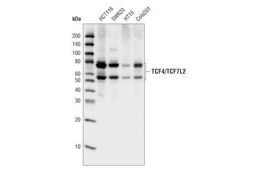 TCF4/TCF7L2 (C48H11) Rabbit mAb