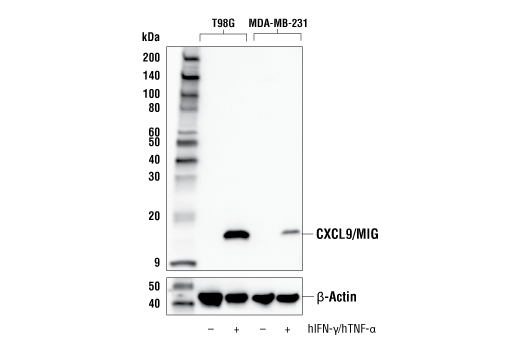 CXCL9/MIG (E7X3P) Rabbit mAb