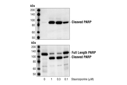 Staurosporine