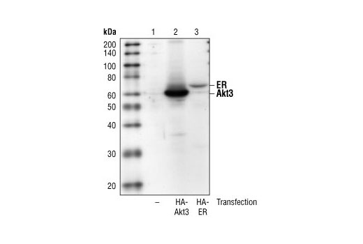 HA-Tag (6E2) Mouse mAb