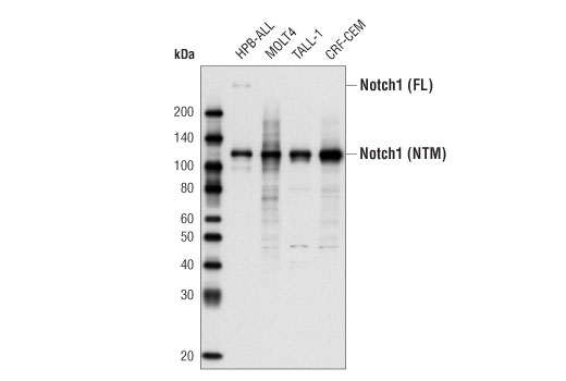 Notch1 (D1E11) XP ®  Rabbit mAb