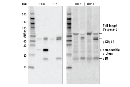 Cleaved Caspase-8 (Asp374) (18C8) Rabbit mAb