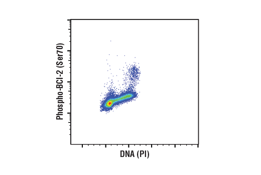 Pro-Survival Bcl-2 Family Antibody Sampler Kit II