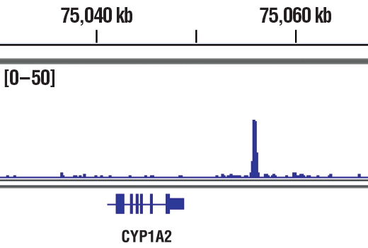 Hypoxia Pathway Antibody Sampler Kit