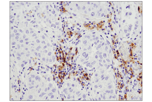 Mouse Immune Cell Phenotyping IHC Antibody Sampler Kit