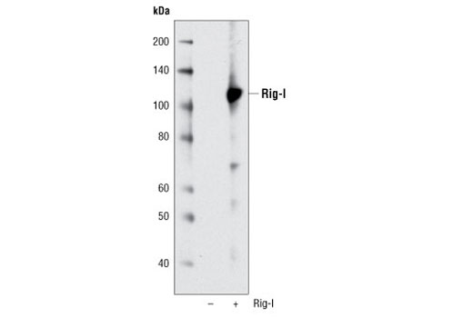 Rig-I (D33H10) Rabbit mAb