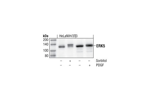 Erk5 Antibody