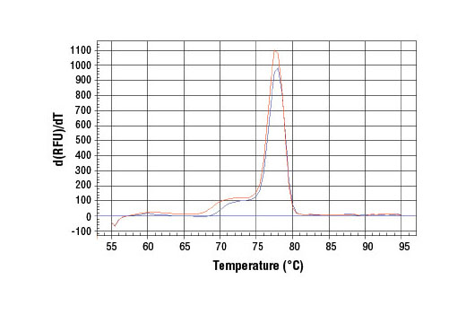 SimpleChIP ®  Human Tyrosinase Promoter Primers