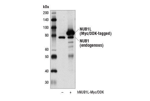 NUB1 Antibody