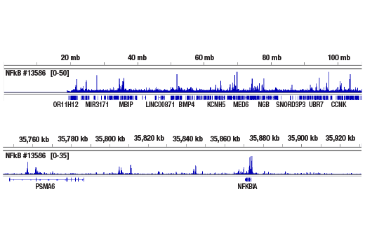 NF-kappaB Pathway Antibody Sampler Kit II