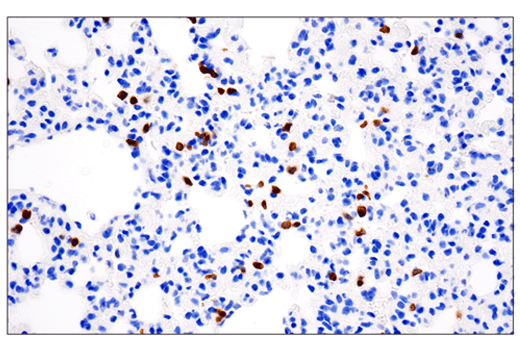 Mouse Immune Cell Phenotyping IHC Antibody Sampler Kit